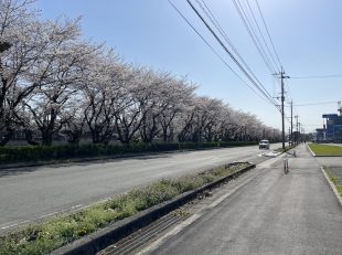 桜